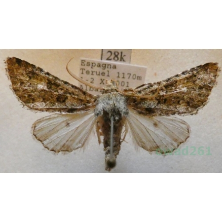 Polymixis lichenea (Hübner, 1813) Spain28k